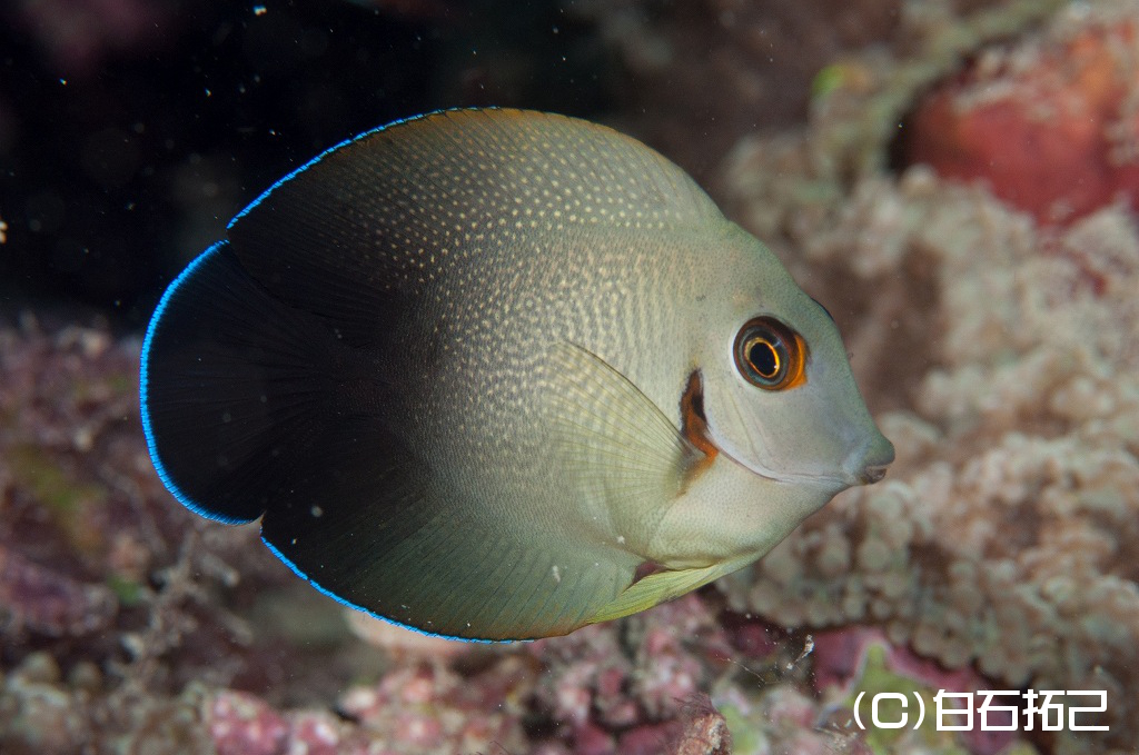 ニザダイ亜目 図鑑 Surgeonfishes, Rabbitfishes-