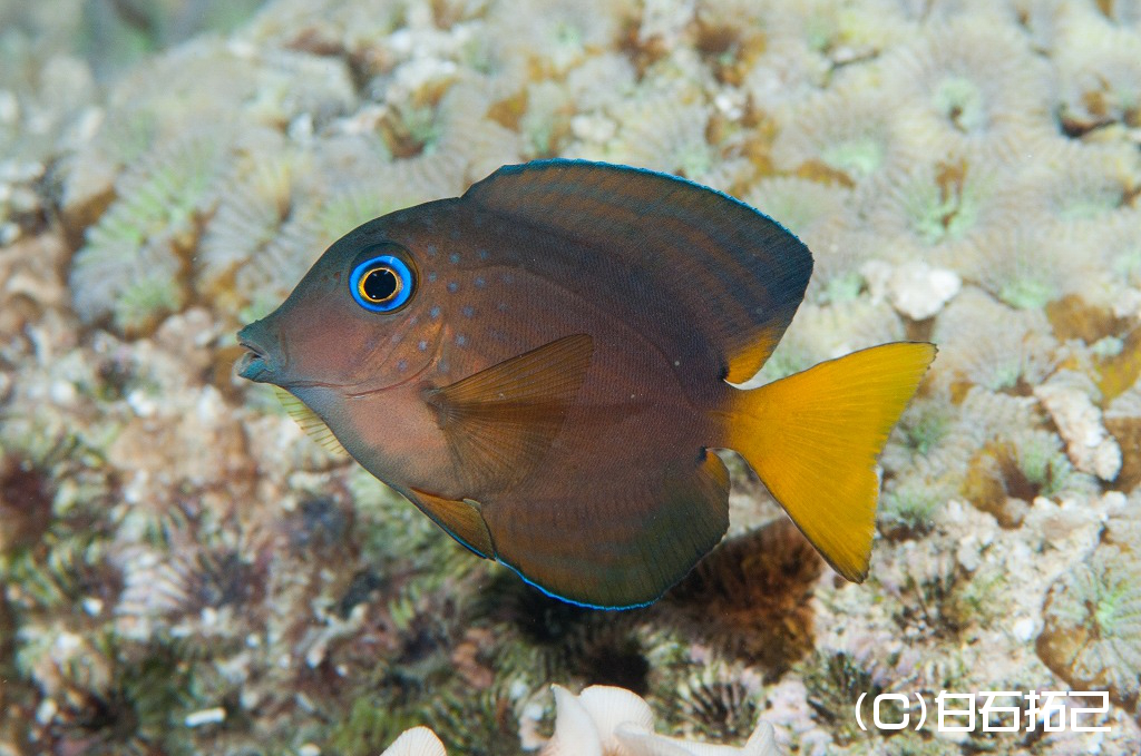 ニザダイ亜目 図鑑 Surgeonfishes, Rabbitfishes-