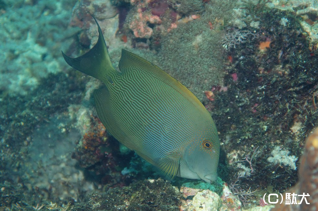 美しい ニザダイ亜目 図鑑 www 図鑑 Rabbitfishes Surgeonfishes